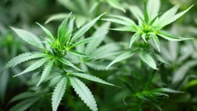 Депутаты во Франции сказали «Да!» использованию марихуаны в лечебных целях