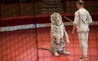 Париж закрыли для цирков с дикими животными