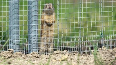 Колонию сусликов срочно переселяют из-за найденных неразорвавшихся снарядов на юго-востоке Вены