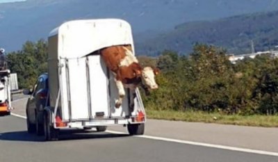 Побег в Тироле: бык выпрыгнул из прицепа прямо во время движения по шоссе